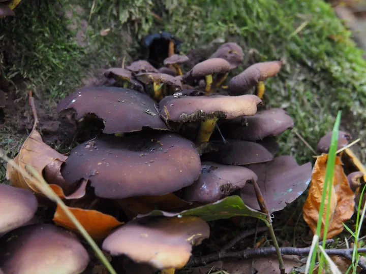 Vagevuurbos en Lippensgoed-Bulskampveld (België)